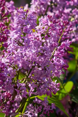 İlkbaharda mor leylak çalıları çiçek açar. Yeşil bahçede güzel çiçekli duvar kâğıdı.
