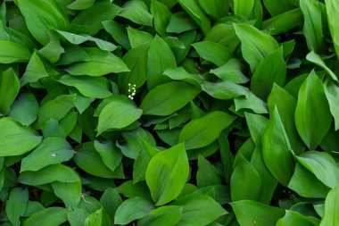 Vadideki zambakların koyu yeşil yaprakları. Convallaria majalis. Fibonacci sarmalı doğada. Uzayı kopyala Seçici odak.