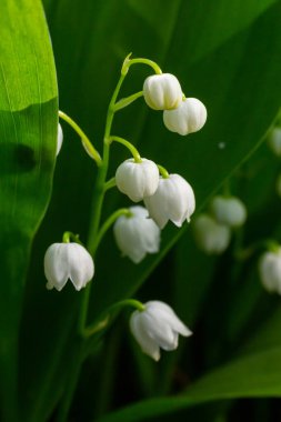 Vadi Zambağı, küçük beyaz çanları olan Convallaria Majalis çiçekleri. Zehirli çiçekli bitkinin Macro 'su. İlkbahar habercisi ve popüler bahçe çiçeği.