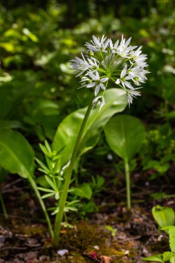 Ramson 'ın güzel beyaz çiçekleri. Ev yapımı bahçede yabani sarımsaklı Allium ursinum bitkisi. Yakın plan. Organik tarım, sağlıklı yiyecekler, BIO videoları, doğa konseptine dönüş..