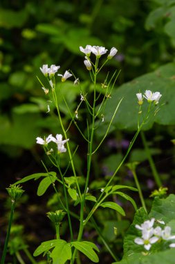 Cardamine Amara, büyük acı tereyağı olarak bilinir. Bahar ormanı. Çiçek açan bir bitkinin çiçek arkaplanı.
