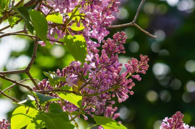 İlkbaharda mor leylak çalıları çiçek açar. Yeşil bahçede güzel çiçekli duvar kâğıdı.