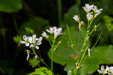 Cardamine Amara, büyük acı tereyağı olarak bilinir. Bahar ormanı. Çiçek açan bir bitkinin çiçek arkaplanı.