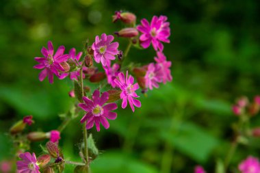 Silene dioica Melandrium rubrum, Caryophyllaceae familyasından bir bitki türü. Kırmızı kafes.