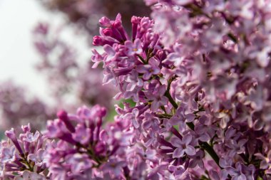 İlkbaharda mor leylak çalıları çiçek açar. Yeşil bahçede güzel çiçekli duvar kâğıdı.
