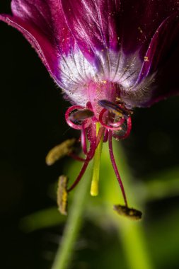 Bahçede koyu mor esmer çiçekler, yeşil bokeh arkaplanlı seçici odak - Geranium pereum.