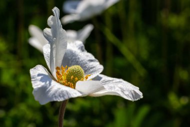 Yeşil çimlerde beyaz bahar çiçekleri. Beyaz şakayık çiçekleri. Anemone hecesi, kartopu şakayığı, yel çiçeği.
