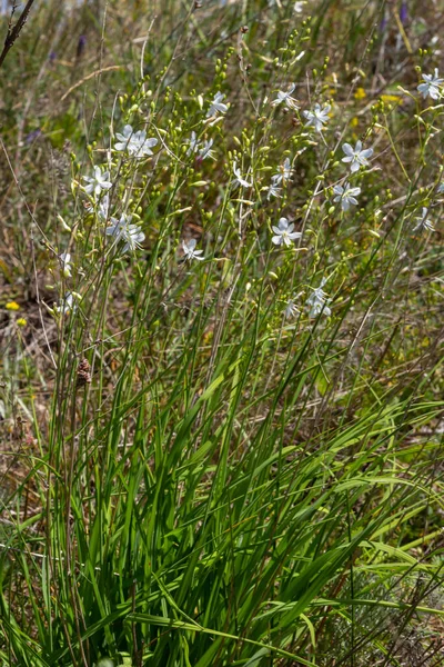 Anthericum Ramosum Known Branched Bernard Lily White Flower Herbaceous Perennial — Foto de Stock