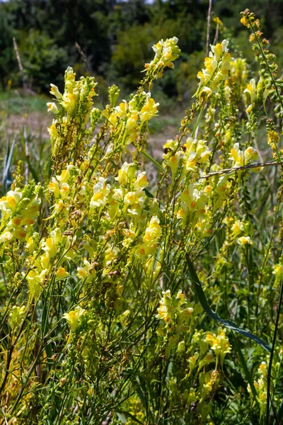 stock image Flaxseed or wild snapdragon Linaria vulgaris is a medicinal herb. Wildflowers inflorescence.