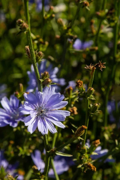 Bunga Biru Chicory Pada Latar Belakang Lanskap Musim Panas — Stok Foto