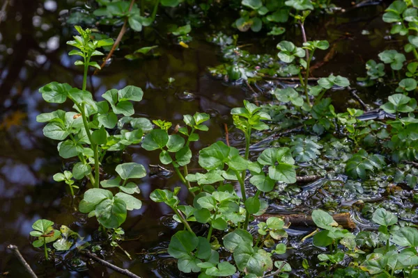 Kardamin Amara Bekannt Als Große Bitterkresse Frühlingswald Floraler Hintergrund Einer — Stockfoto