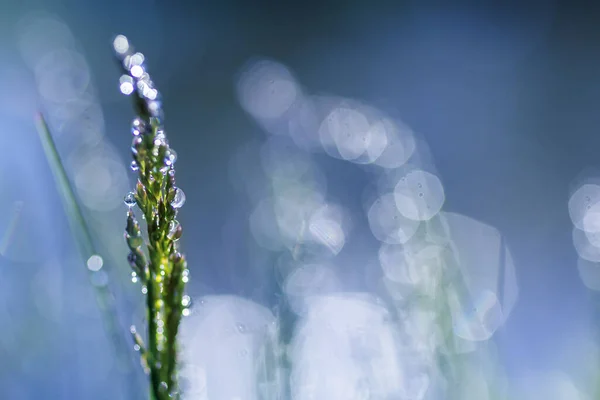 stock image Fresh green grass with dew drops close up. Water drips on the fresh grass after rain. Light morning dew on the green grass.