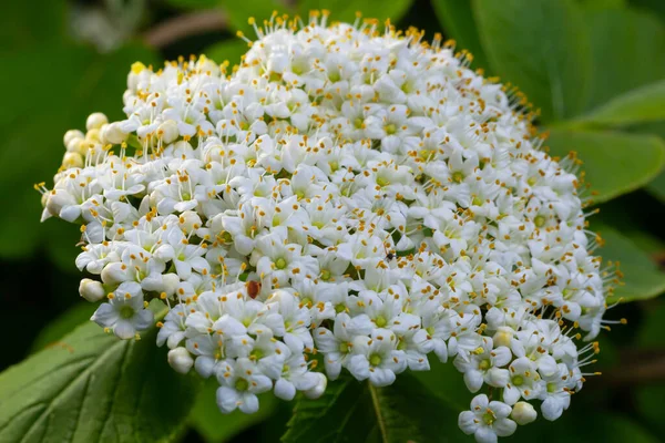 Шерстистый Снежок Viburnum Lantana Цветы Крупным Планом — стоковое фото