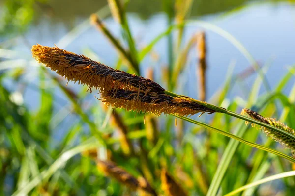 Carex Acuta Wächst Rande Von Flüssen Und Seen Den Terrestrischen — Stockfoto