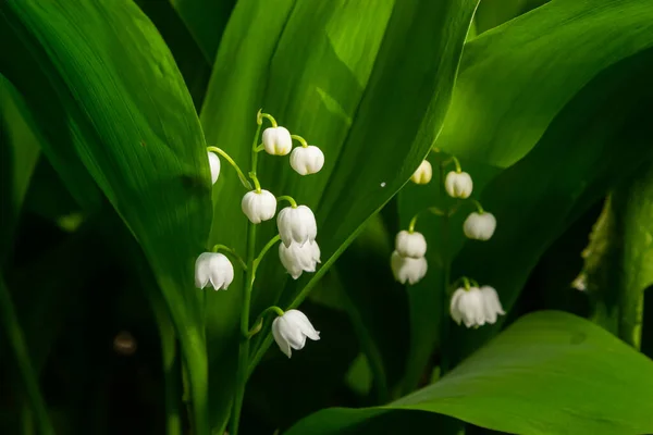 Lily Valley Bloeit Convallaria Majalis Met Kleine Witte Belletjes Macro — Stockfoto