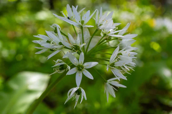 Gyönyörű Virágzó Fehér Virágok Ramson Vad Fokhagyma Allium Ursinum Növény — Stock Fotó