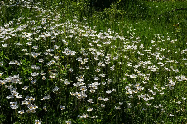 Flores Brancas Primavera Gramado Grama Verde Flores Brancas Anêmona Anêmona — Fotografia de Stock