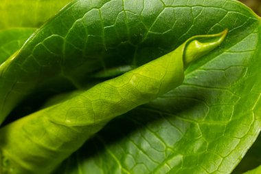 Guguk kuşu ya da Arum maculatum ok şeklinde yaprak, Araceae ailesindeki ormanlık zehirli bitki. Ok şeklinde yapraklar. Diğer isimler ise; çıplak kafa, engerek kökü, arum, vahşi arum, arum zambağı, lordlar ve leydiler..