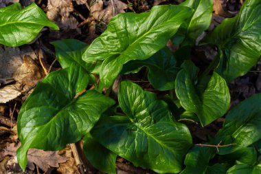Guguk kuşu ya da Arum maculatum ok şeklinde yaprak, Araceae ailesindeki ormanlık zehirli bitki. Ok şeklinde yapraklar. Diğer isimler ise; çıplak kafa, engerek kökü, arum, vahşi arum, arum zambağı, lordlar ve leydiler..
