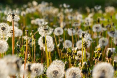 Güneşli bahar günlerinde çayırlardaki karahindiba çiçeklerinden oluşan narin yumuşacık bir çiçek..