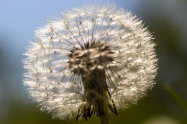 Güneşli bahar günlerinde çayırlardaki karahindiba çiçeklerinden oluşan narin yumuşacık bir çiçek..