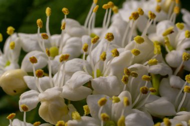 İlkbaharda Viburnum 'un vahşi çiçeklerinde, Viburnum lantana.
