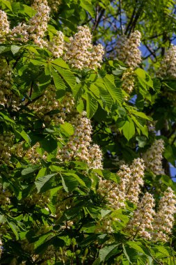 Cluster with white chestnut flowers. White chestnut blossom with tiny tender flowers and green leaves background. Horse chestnut flower with selective focus. Horse chestnut blossoming in springtime.