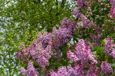 İlkbaharda mor leylak çalıları çiçek açar. Yeşil bahçede güzel çiçekli duvar kâğıdı.