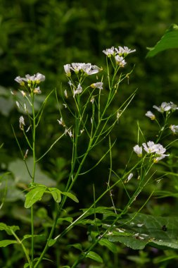 Cardamine Amara, büyük acı tereyağı olarak bilinir. Bahar ormanı. Çiçek açan bir bitkinin çiçek arkaplanı.