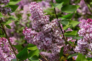 İlkbaharda mor leylak çalıları çiçek açar. Yeşil bahçede güzel çiçekli duvar kâğıdı.