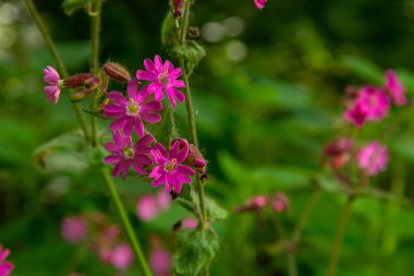 Silene dioica Melandrium rubrum, Caryophyllaceae familyasından bir bitki türü. Kırmızı kafes.
