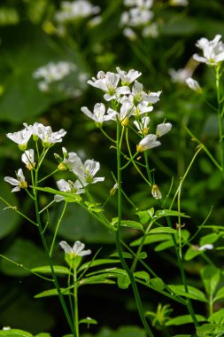 Cardamine Amara, büyük acı tereyağı olarak bilinir. Bahar ormanı. Çiçek açan bir bitkinin çiçek arkaplanı.
