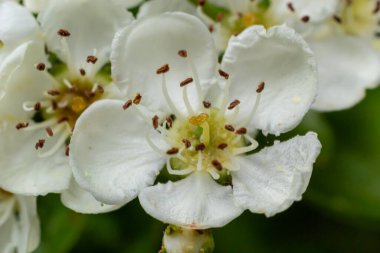 Orta kara dikenli bir dalın ya da krataegus laevigata 'nın bulanık bir arka planı olan şifalı otlar ve tıbbi bitkiler bahçesinde çekilmiş yakın plan fotoğrafı..