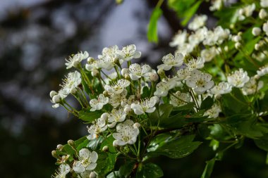 Orta kara dikenli bir dalın ya da krataegus laevigata 'nın bulanık bir arka planı olan şifalı otlar ve tıbbi bitkiler bahçesinde çekilmiş yakın plan fotoğrafı..