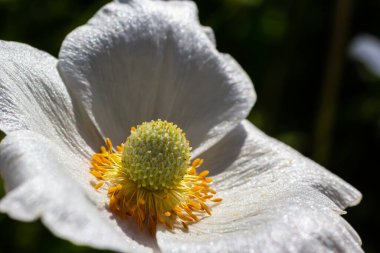 Yeşil çimlerde beyaz bahar çiçekleri. Beyaz şakayık çiçekleri. Anemone hecesi, kartopu şakayığı, yel çiçeği.