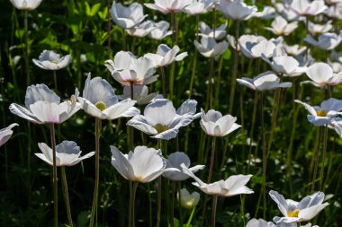 Yeşil çimlerde beyaz bahar çiçekleri. Beyaz şakayık çiçekleri. Anemone hecesi, kartopu şakayığı, yel çiçeği.