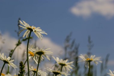 Çayırda yetişen papatya çiçekleri, mavi bulutlu arka planda beyaz papatyalar. Oxeye papatya, Leucanthemum vulgare, Papatya, Dox-eye, Common papatya, Dog papatya, Bahçe konsepti.