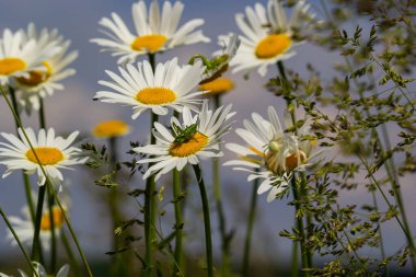 Çayırda yetişen papatya çiçekleri, mavi bulutlu arka planda beyaz papatyalar. Oxeye papatya, Leucanthemum vulgare, Papatya, Dox-eye, Common papatya, Dog papatya, Bahçe konsepti.