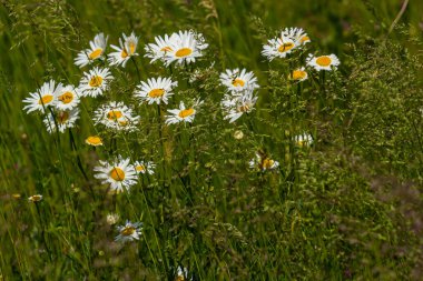 Çayırda yetişen papatya çiçekleri, beyaz papatyalar. Oxeye papatya, Leucanthemum vulgare, Papatya, Dox-eye, Common papatya, Dog papatya, Bahçe konsepti.
