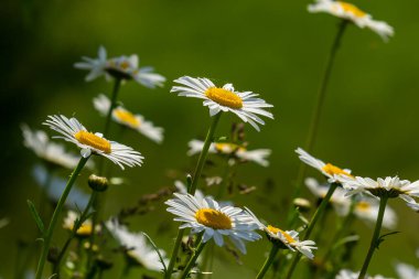 Çayırda yetişen papatya çiçekleri, beyaz papatyalar. Oxeye papatya, Leucanthemum vulgare, Papatya, Dox-eye, Common papatya, Dog papatya, Bahçe konsepti.