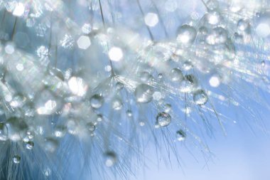 Karahindiba çiçekli bir makro üzerinde su damlacıkları yakın çekim sabah güneşi ve bokeh ışıkları. Yansımalı karahindiba tohumu.