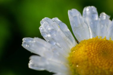 Bahçe papatyaları Leucanthemum vulgare yakından. Papatya çiçekleri. Oxeye papatya, papatya, Dox-eye, Papatya, Ay papatyası. Makro papatya ya da papatya çiçeği beyaz taç yaprakları üzerinde bir damla su ile.