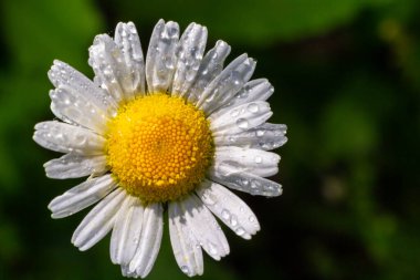 Çayırda yetişen papatya çiçekleri, beyaz papatyalar. Oxeye papatya, Leucanthemum vulgare, Papatya, Dox-eye, Common papatya, Dog papatya, Bahçe konsepti.