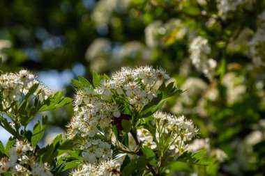Orta kara dikenli bir dalın ya da krataegus laevigata 'nın bulanık bir arka planı olan şifalı otlar ve tıbbi bitkiler bahçesinde çekilmiş yakın plan fotoğrafı..