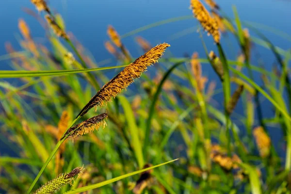 Carex Acuta Trovato Crescita Margini Fiumi Laghi Nelle Ecoregioni Terrestri — Foto Stock