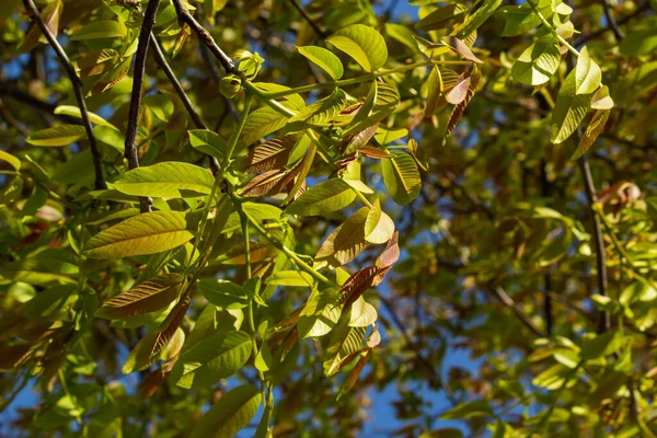 Walnusszweig Frühling Walnussbaumblätter Und Kätzchen Nahaufnahme Walnussbaum Blüht Junge Blätter — Stockfoto