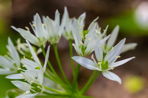 Piękne Kwitnące Białe Kwiaty Ramson Dziki Czosnek Allium Ursinum Roślin — Zdjęcie stockowe