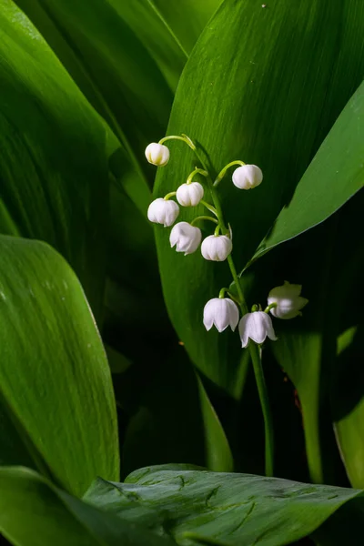 계곡의 꽃들은 방울이 라리아 메이저 매크로는 꽃식물을 가까이 수있다 봄철의 — 스톡 사진