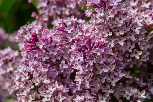 보라색 라일락꽃은 정원에 아름다운 모양의 — 스톡 사진