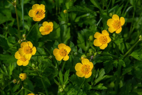 Lose Ranunculus Repens Creeping Buttercup Flowering Plant Buttercup Family Ranunculaceae — Stock Photo, Image
